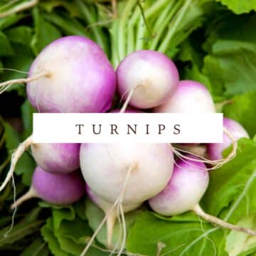 A bunch of radishes with the words turnips.